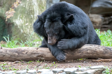 Obraz na płótnie Canvas asiatic black bear