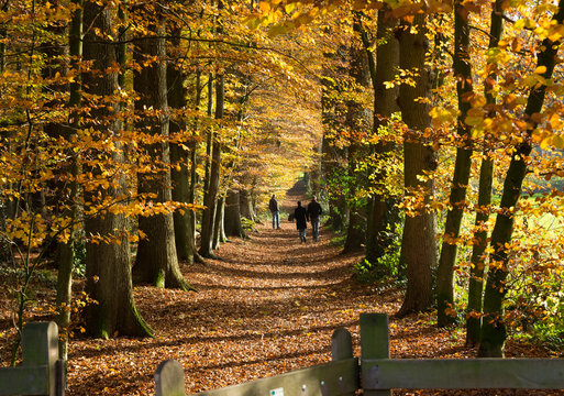 Fototapeta people in autumn forest
