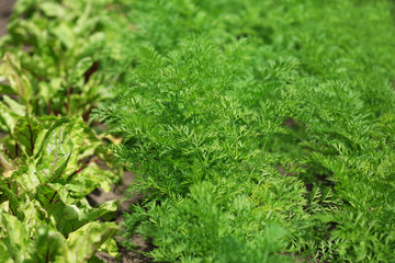 Tops of vegetables growing in garden