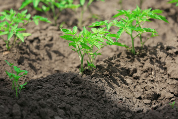 Tops of tomatoes growing in garden