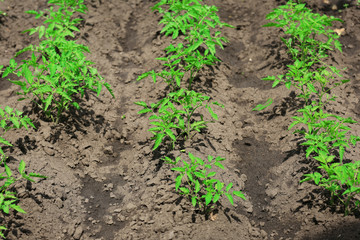 Tops of tomatoes growing in garden