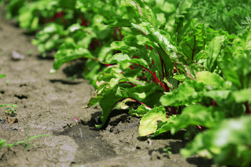 Tops of beet growing in garden