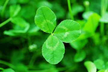 Clover leaves background