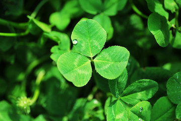 Clover leaves background
