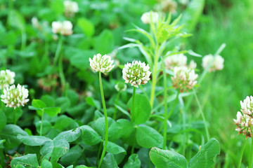 Clover leaves background