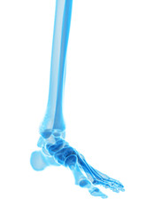Obraz na płótnie Canvas medically accurate illustration of the foot bones