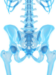 medically accurate illustration of the hip bone