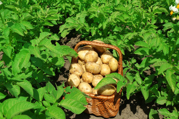 New potatoes in wicker basket over potato plantation