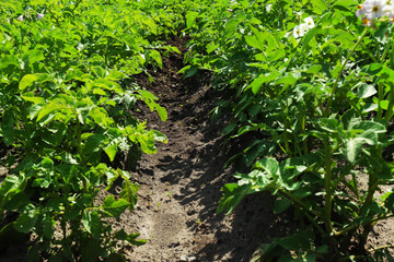 Potato plantation background
