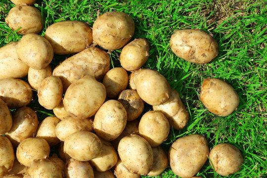 New potatoes over green grass background