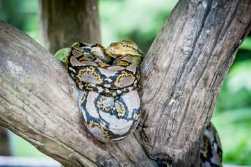 python molurus bivittatus