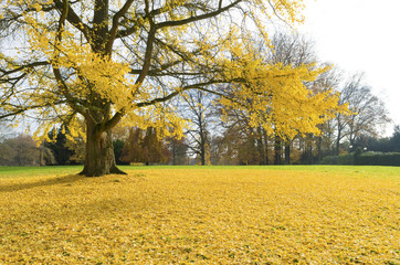 ginkgo tree