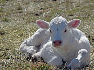 Fototapeta premium White Calf in Sunshine