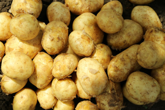 Crop of new potatoes, closeup