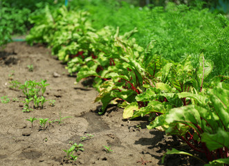 Tops of vegetables growing in garden