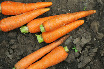 New fresh carrots on soil in garden