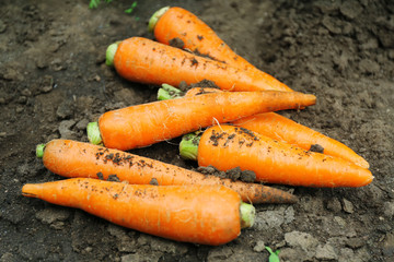 New fresh carrots on soil in garden