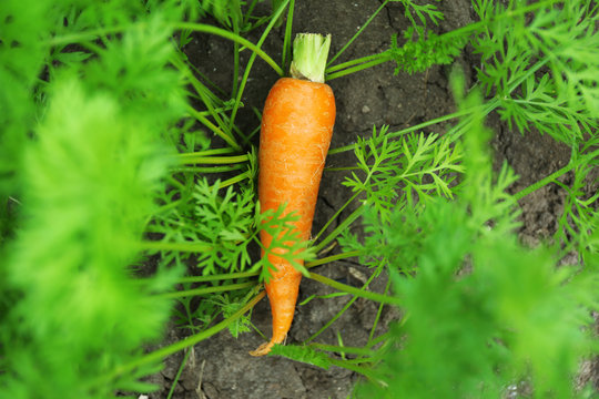 New fresh carrot on soil in garden