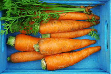 New fresh carrots in wooden basket in garden