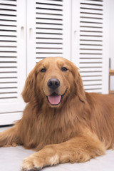 Golden Retriever dog