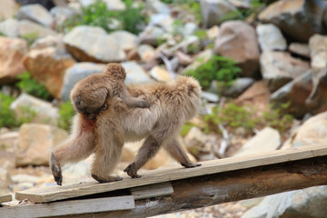 ニホンザルの親子　おんぶ
