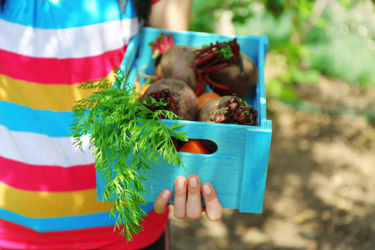 Female hands holding wooden crate with fresh new vegetables in garden