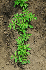 Tops of tomatoes growing in garden