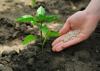 Female hand with fertilizer for plant over soil background