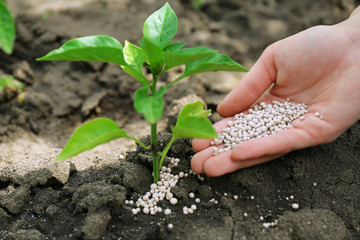 Female hand with fertilizer for plant over soil background - obrazy, fototapety, plakaty