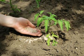 Female hand with fertilizer for plant over soil background