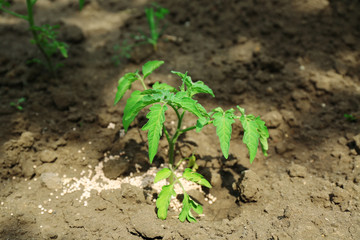 Plant with fertilizer over soil background
