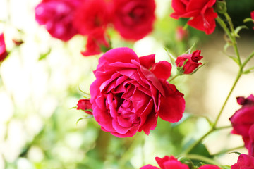 Beautiful red home roses in garden