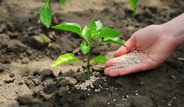 Female hand with fertilizer for plant over soil background