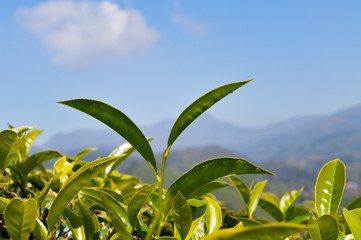 Green tea leaves