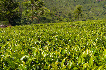 Green tea leaves