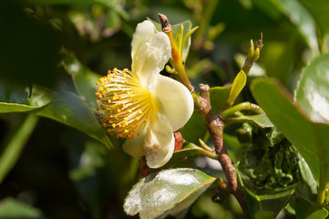 Flower tea