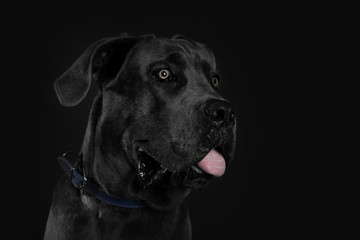 Cane corso italiano dog on black background