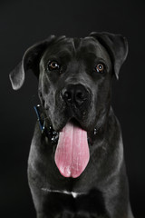 Cane corso italiano dog on black background