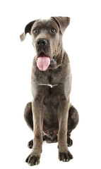 Cane corso italiano dog, isolated on white