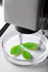 Green leaf in microscope close-up