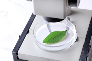 Green leaf in microscope close-up