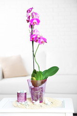 Beautiful lilac orchid in pot on table in room