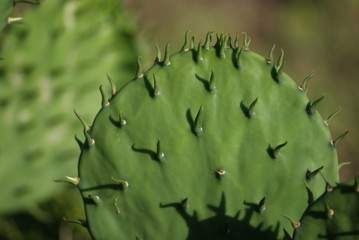 Cactus