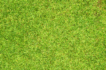 Fototapeta premium grass