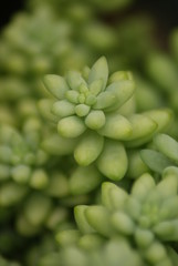 Succulent