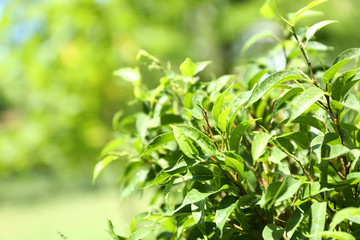 Fototapeta na wymiar Green tea bush with fresh leaves, outdoors