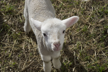 Cute Pet Lamb