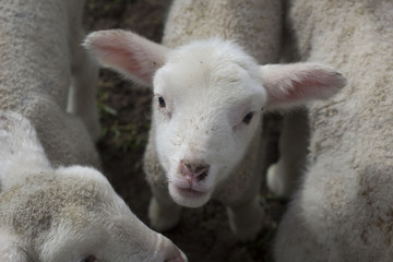 Obraz premium Cute Pet Lamb