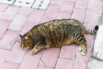 fat lazy cat