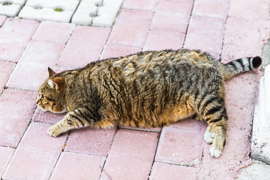 fat lazy cat